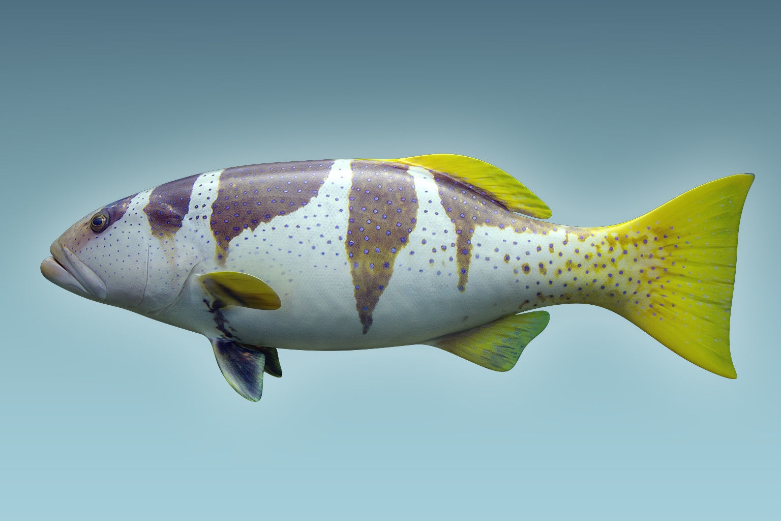 Plectropomus Laevis 3D model_1
