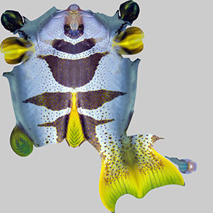 Plectropomus Laevis 3D model_9