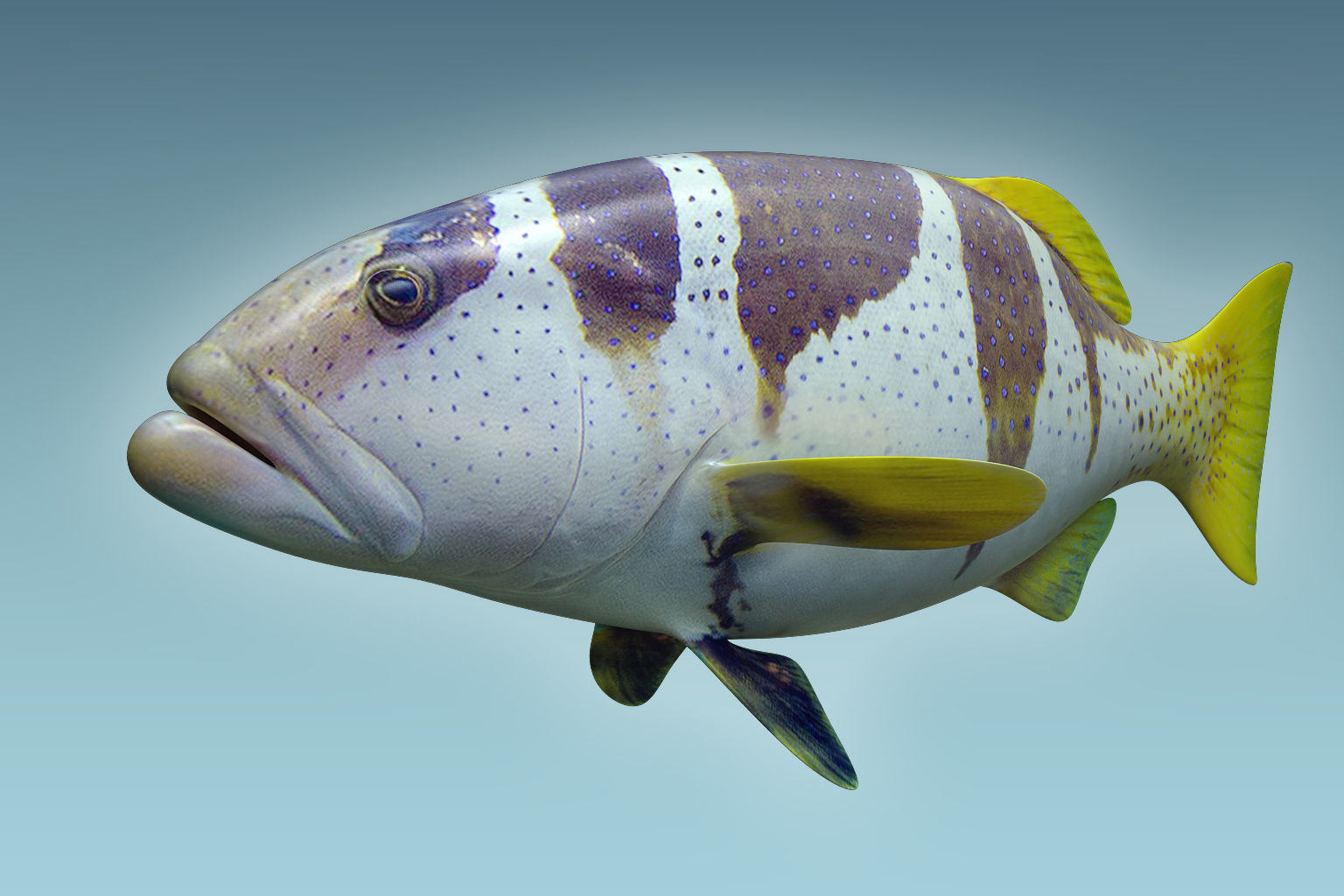 Plectropomus Laevis 3D model_4