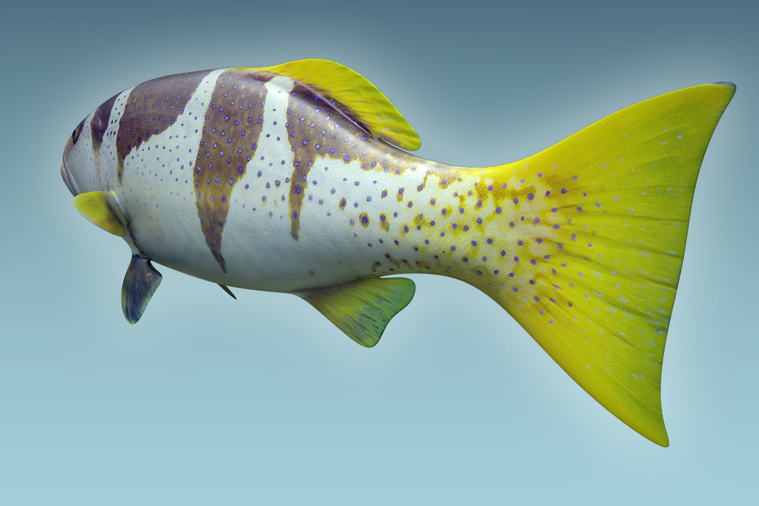 Plectropomus Laevis 3D model_3