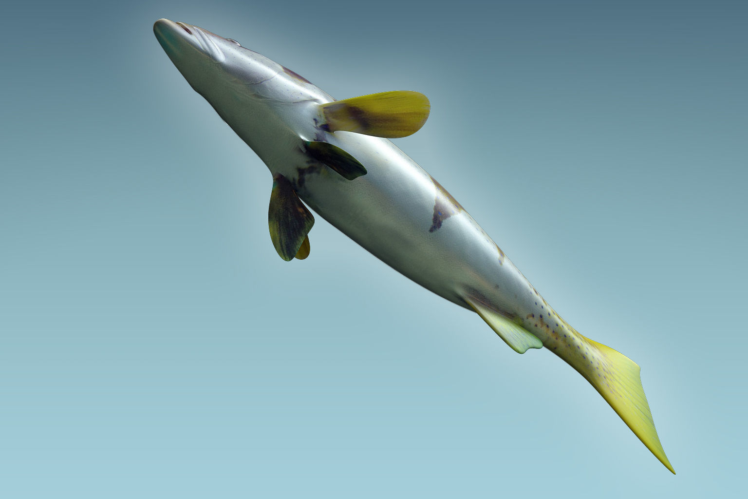 Plectropomus Laevis 3D model_6