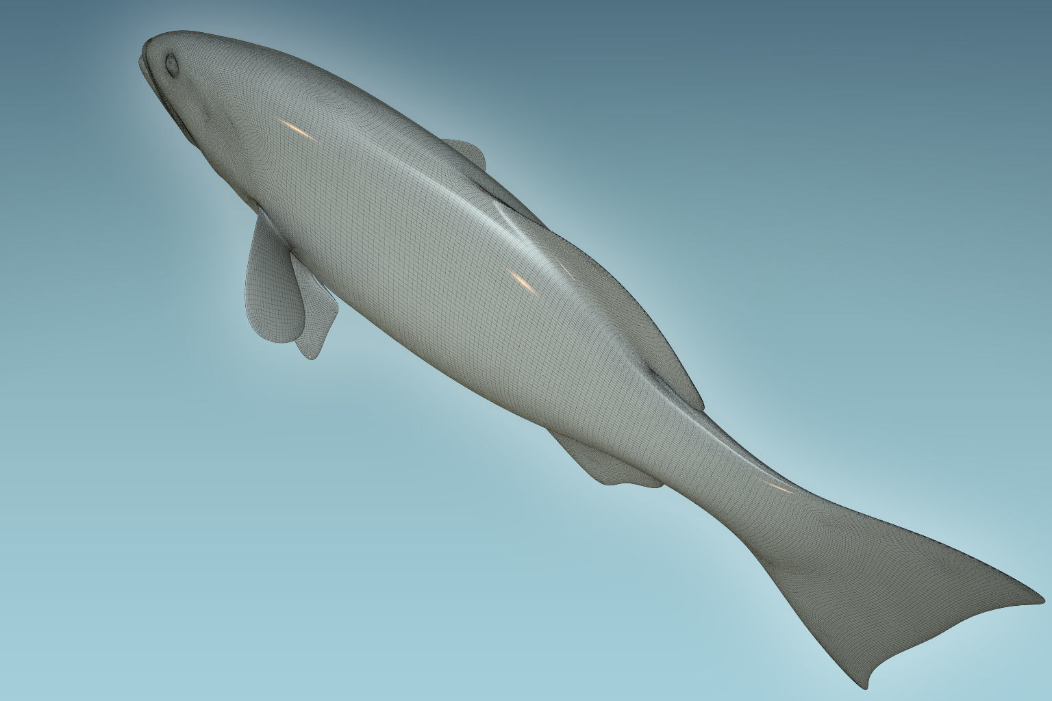 Plectropomus Laevis 3D model_8