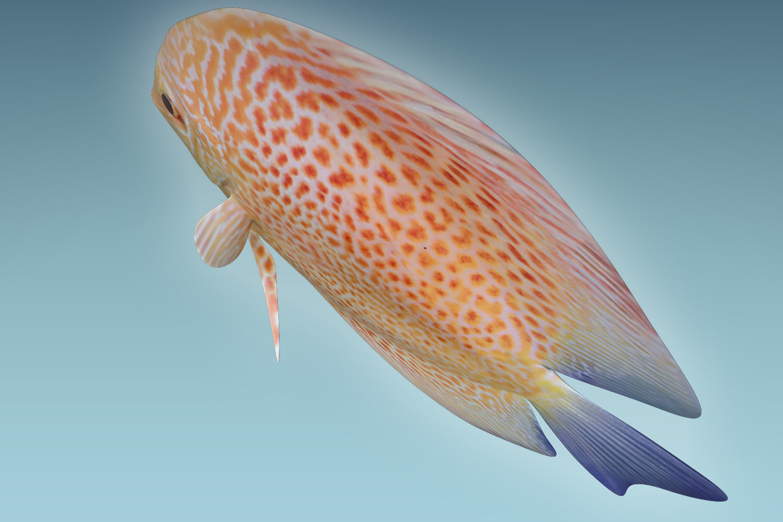 Discus Fish 2 3D model_5