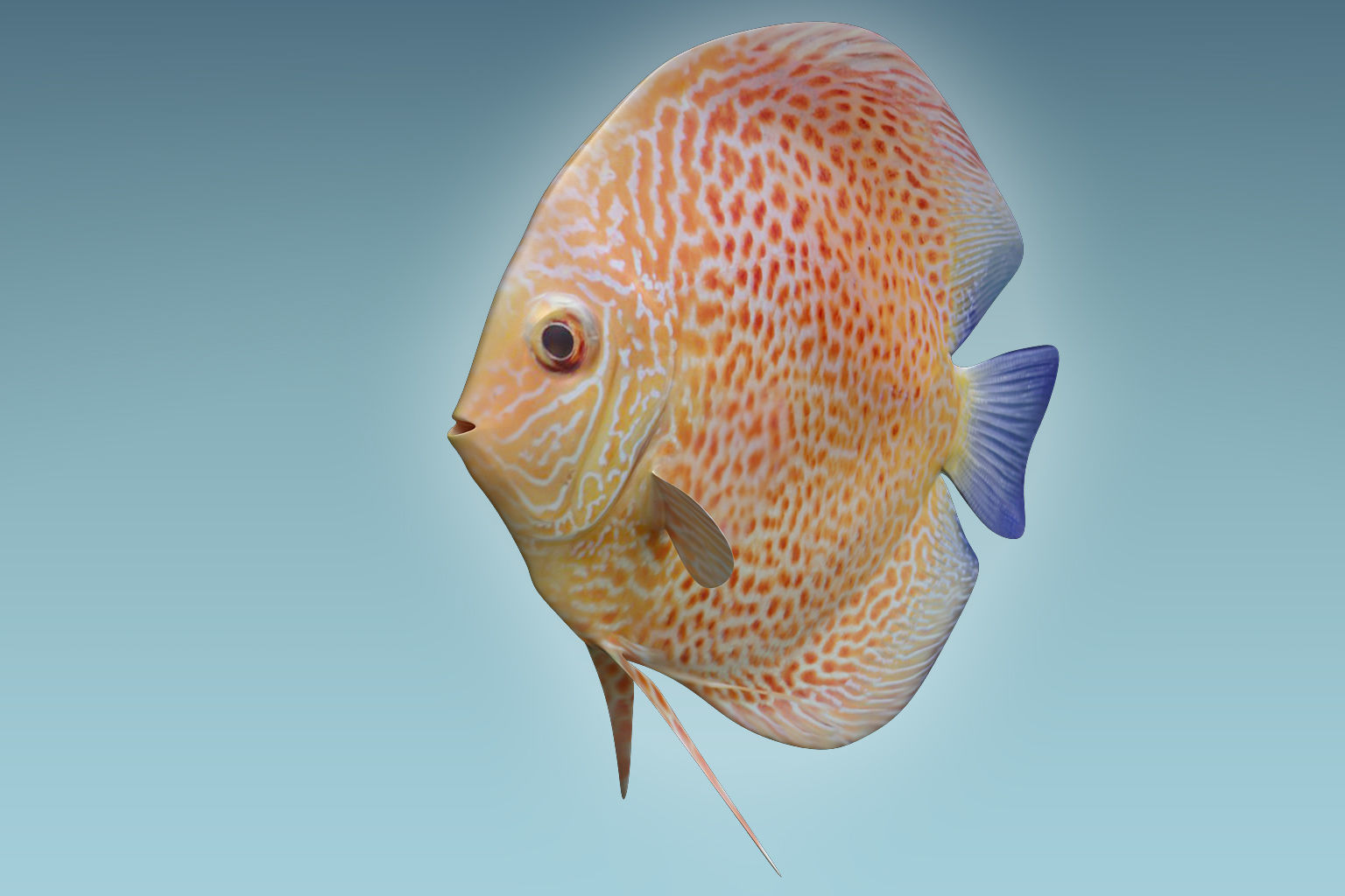 Discus Fish 2 3D model_4