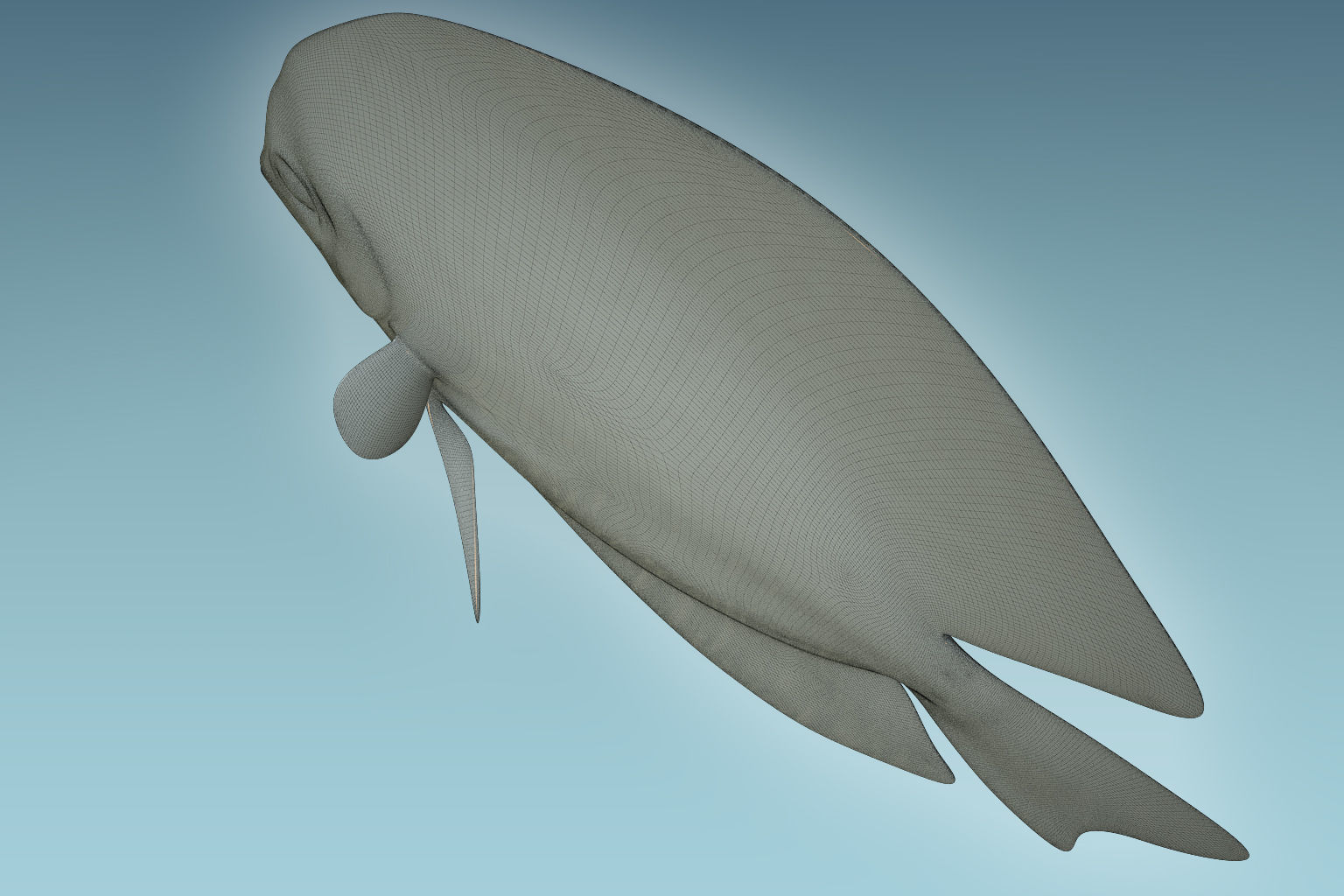 Discus Fish 2 3D model_8
