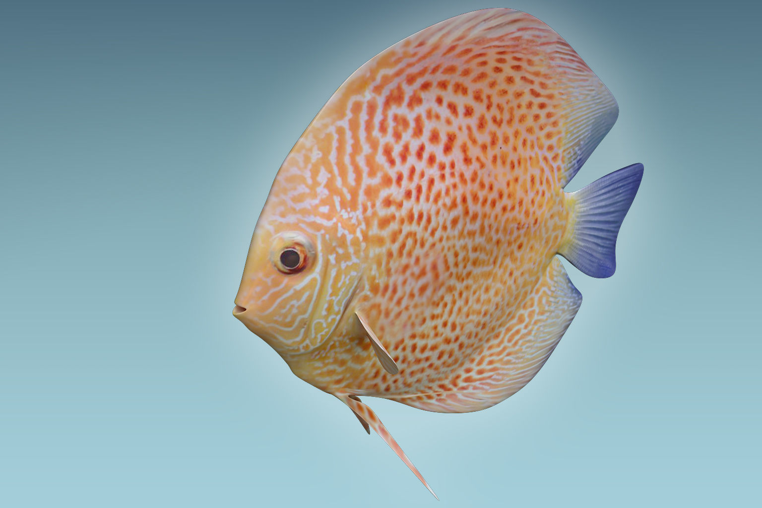 Discus Fish 2 3D model_2