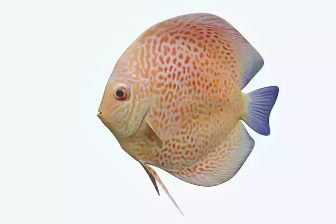 Discus Fish 2