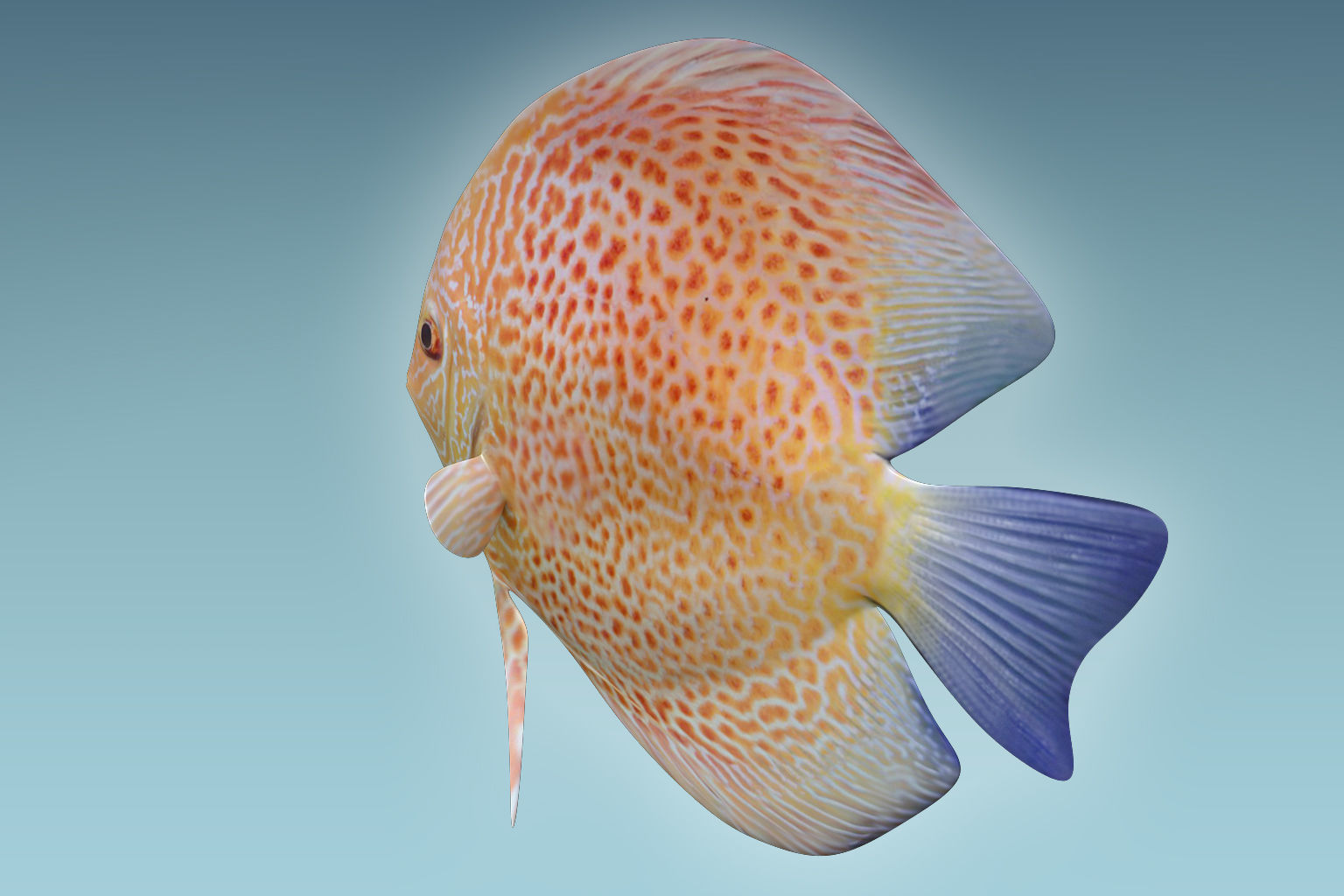 Discus Fish 2 3D model_3