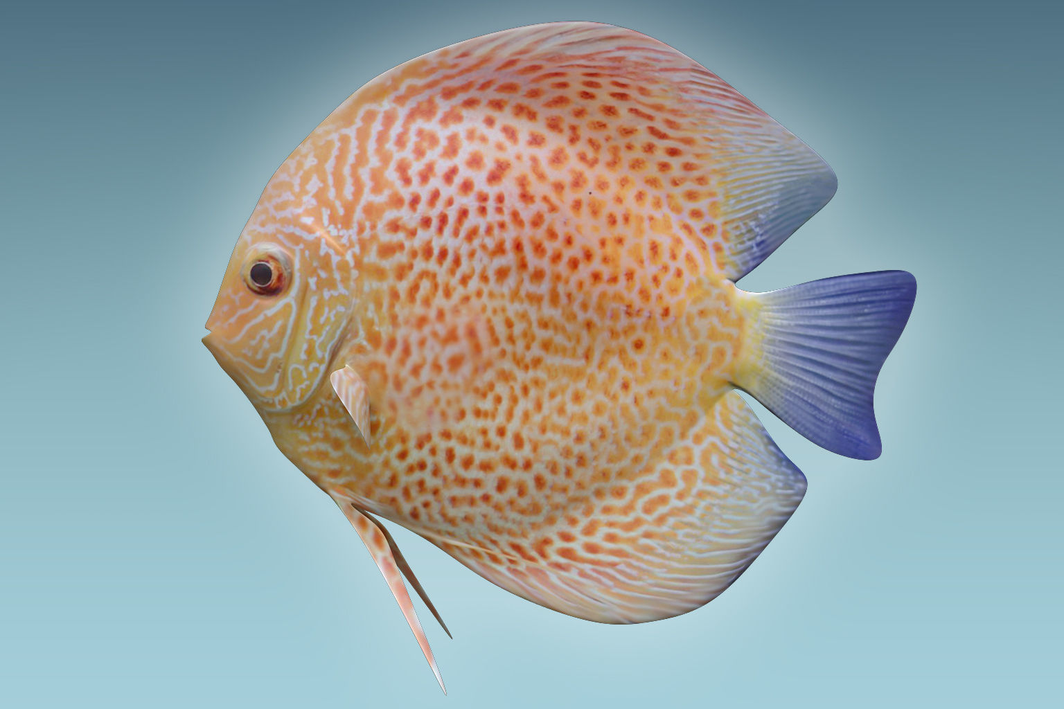 Discus Fish 2 3D model_1