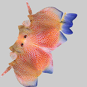 Discus Fish 2 3D model_9