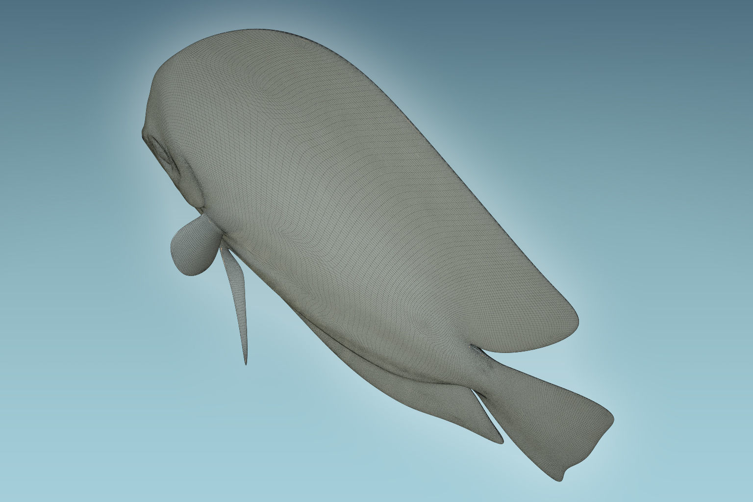Discus Fish 3 3D model_8