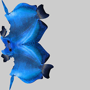 Discus Fish 3 3D model_9