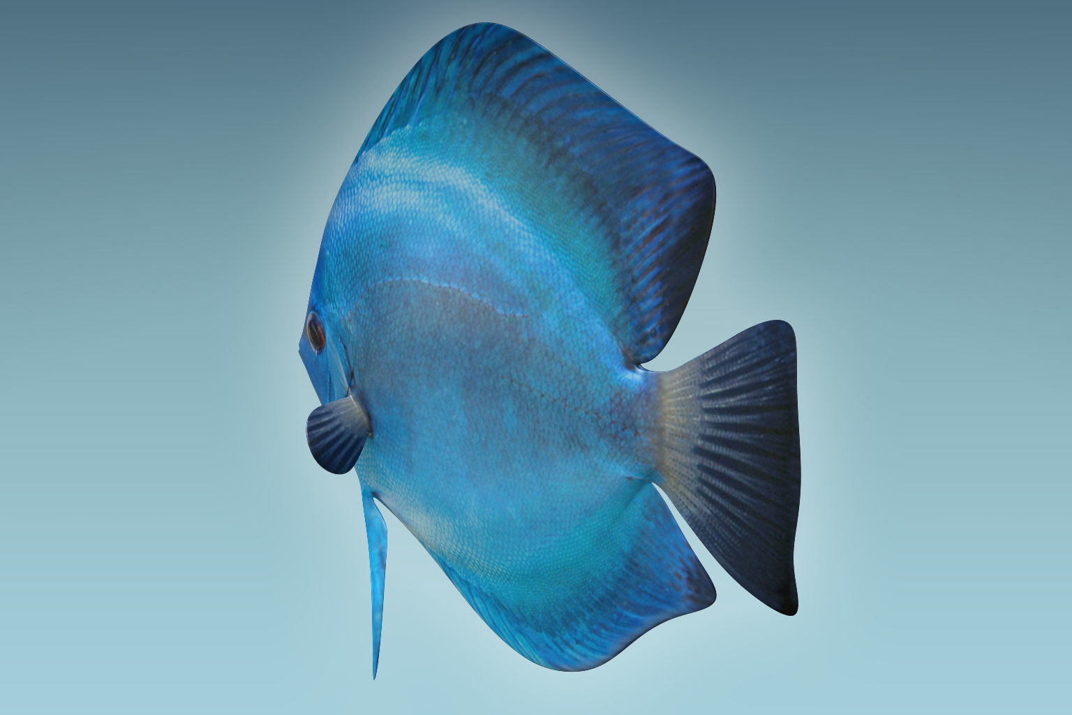 Discus Fish 3 3D model_3