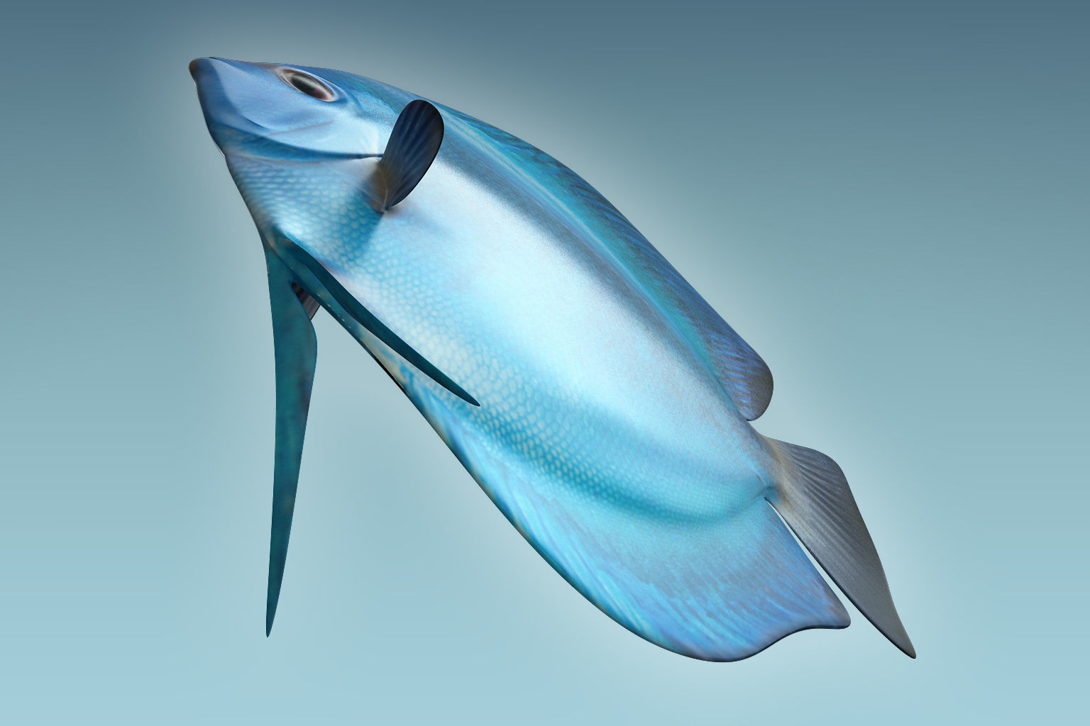 Discus Fish 3 3D model_6