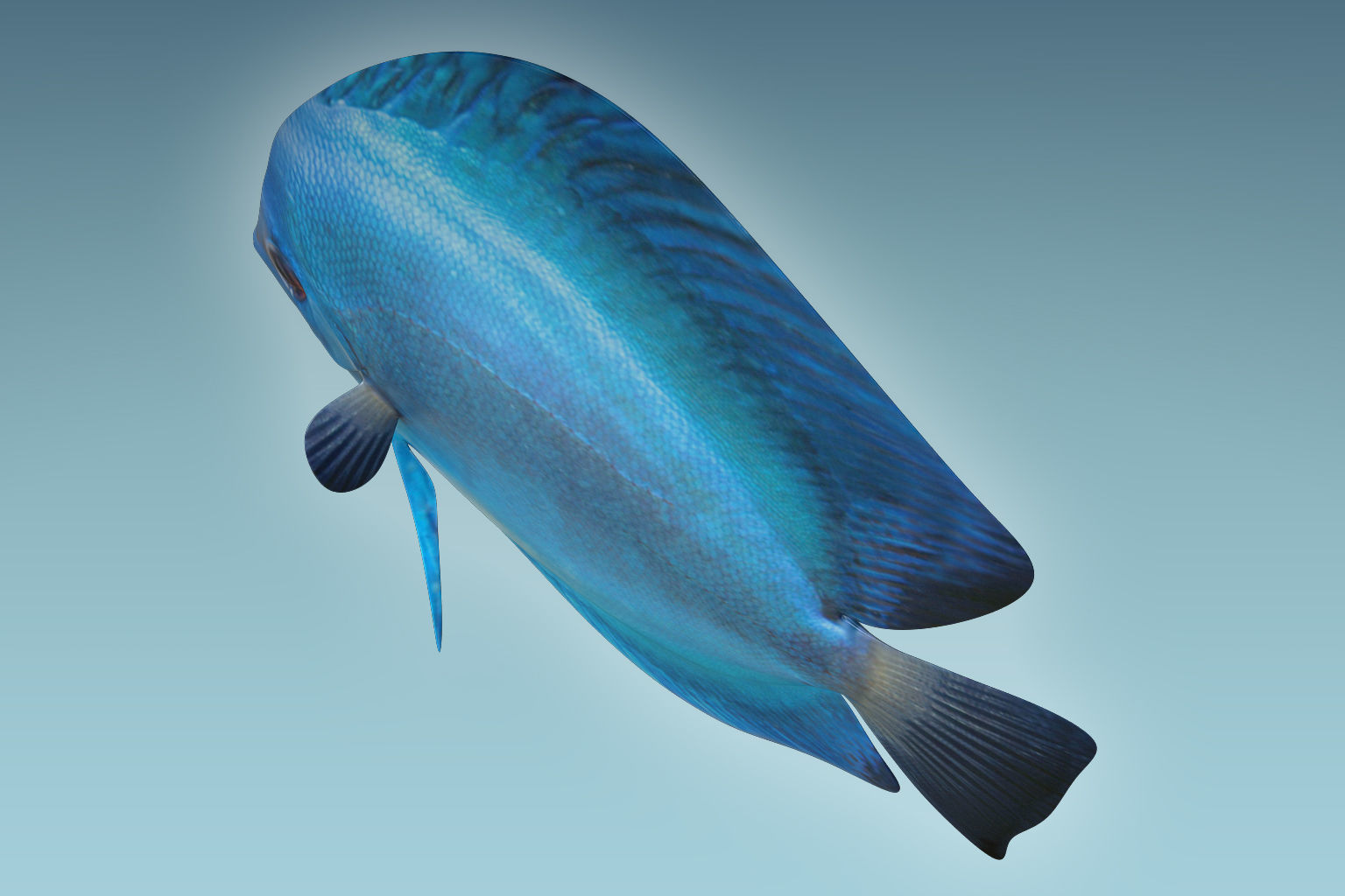 Discus Fish 3 3D model_5
