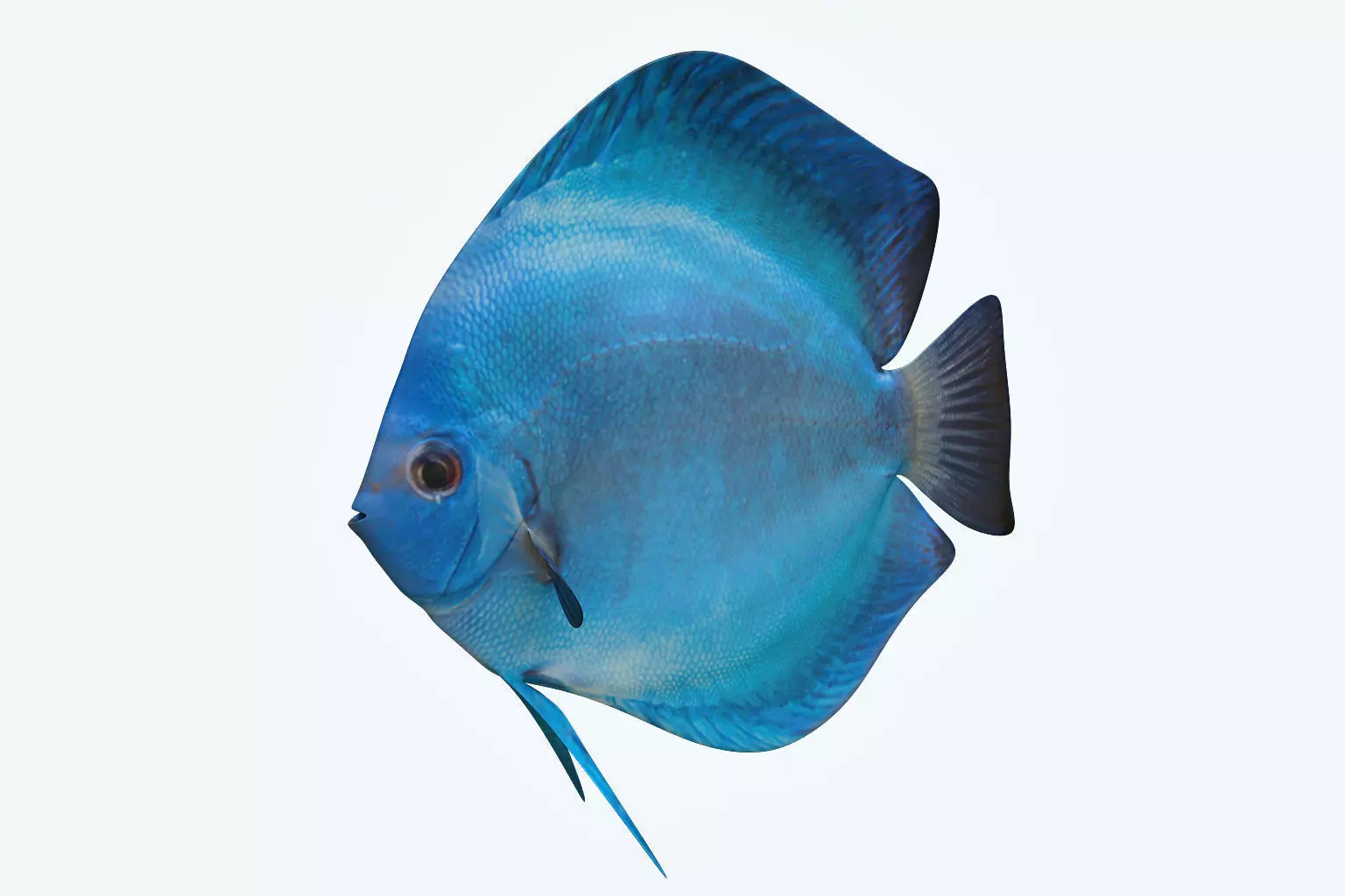 Discus Fish 3 3D model_0