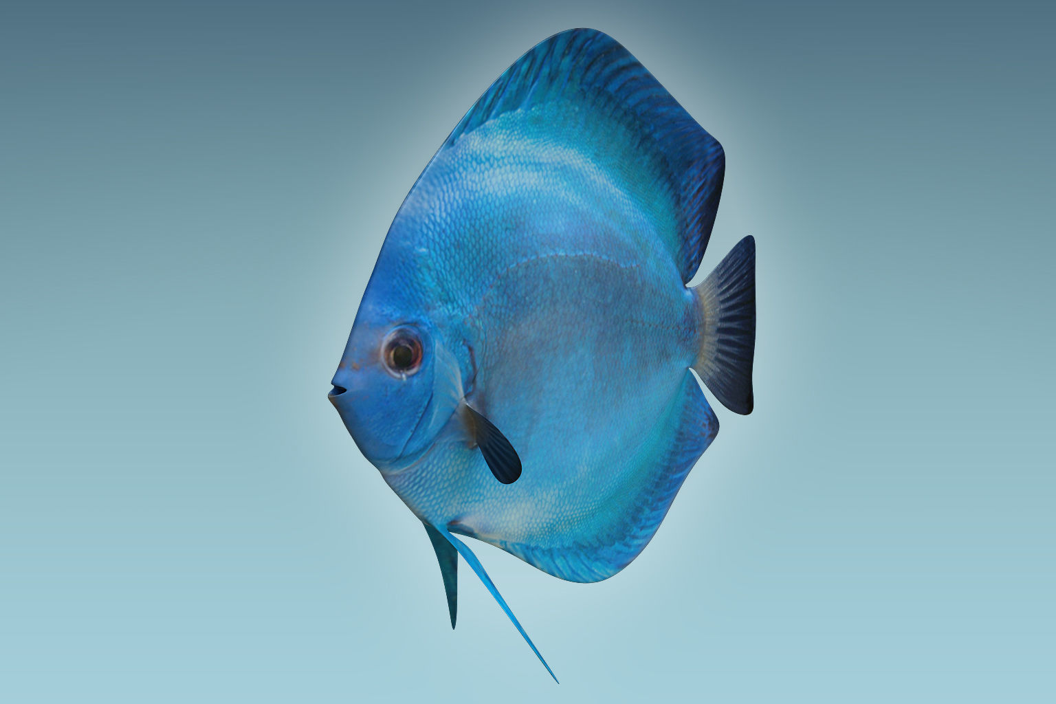 Discus Fish 3 3D model_4
