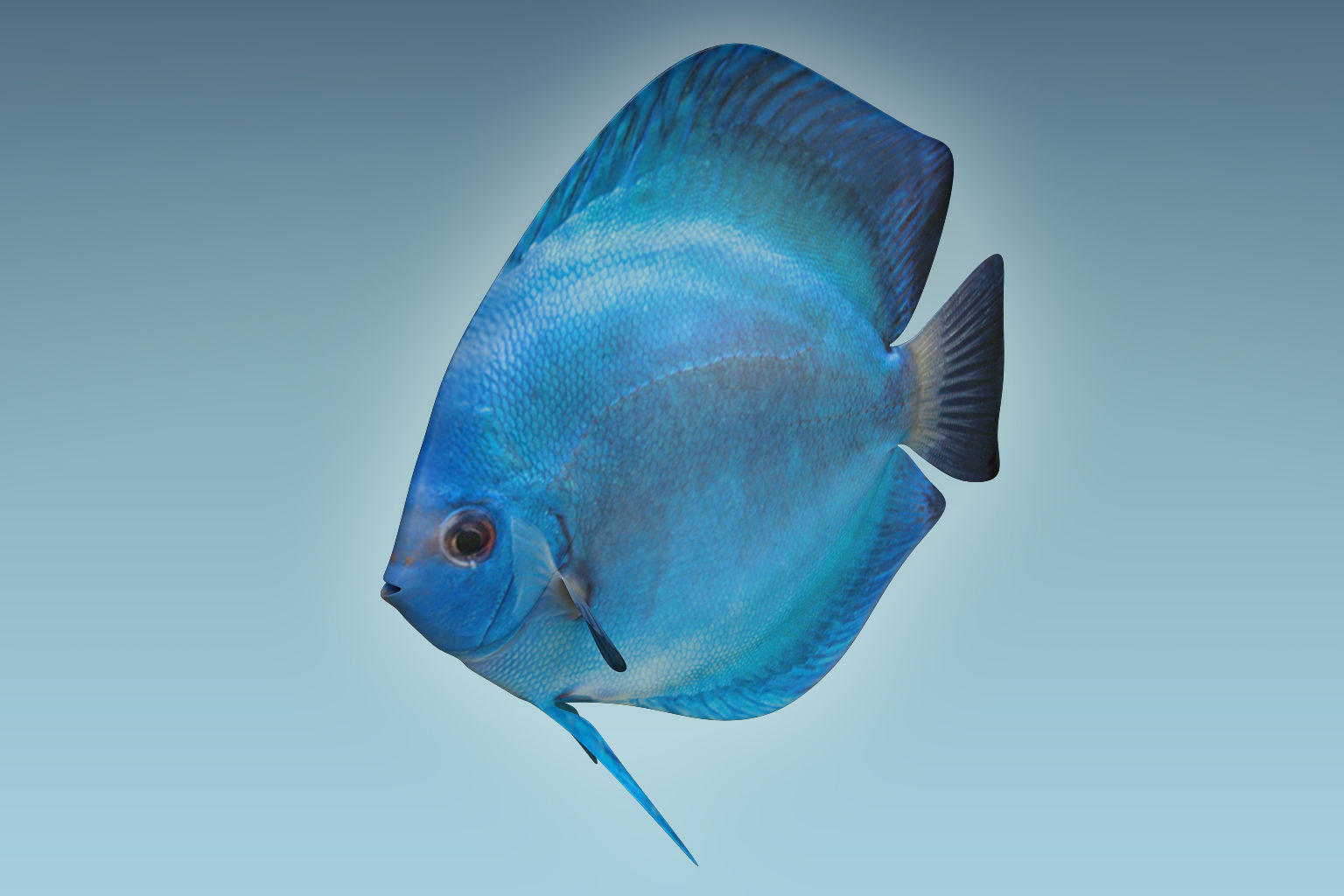Discus Fish 3 3D model_2