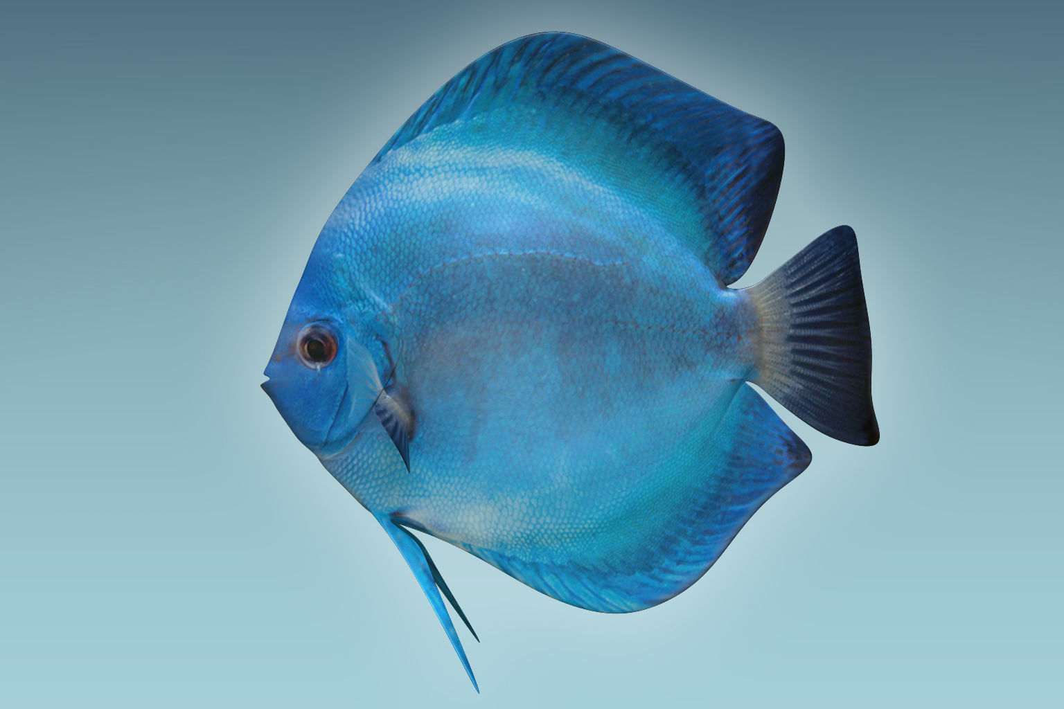 Discus Fish 3 3D model_1