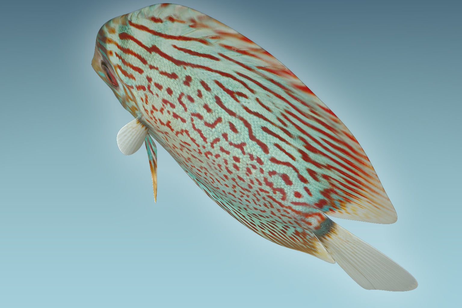 Discus Fish 4 3D model_5
