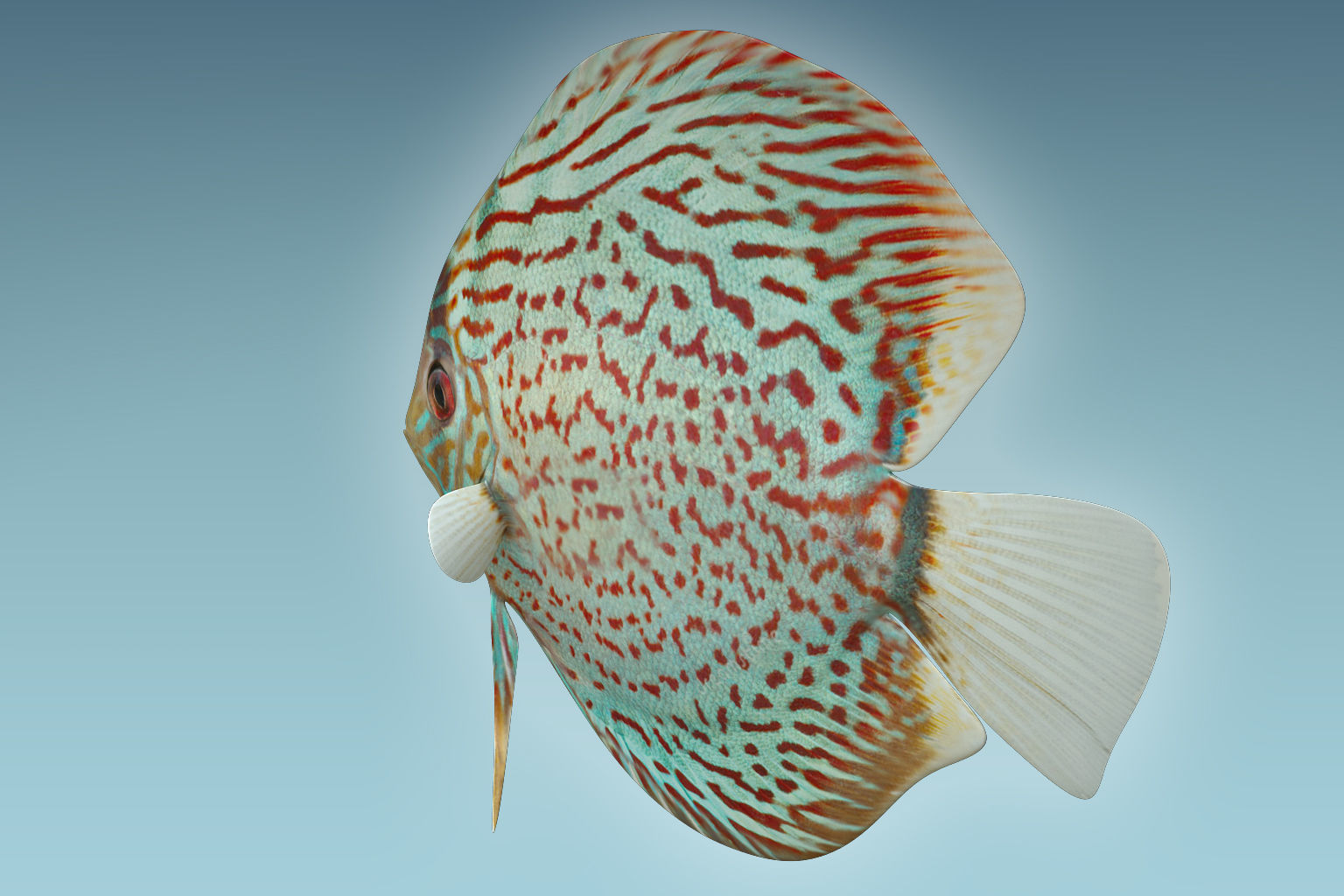 Discus Fish 4 3D model_3