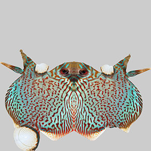 Discus Fish 4 3D model_9