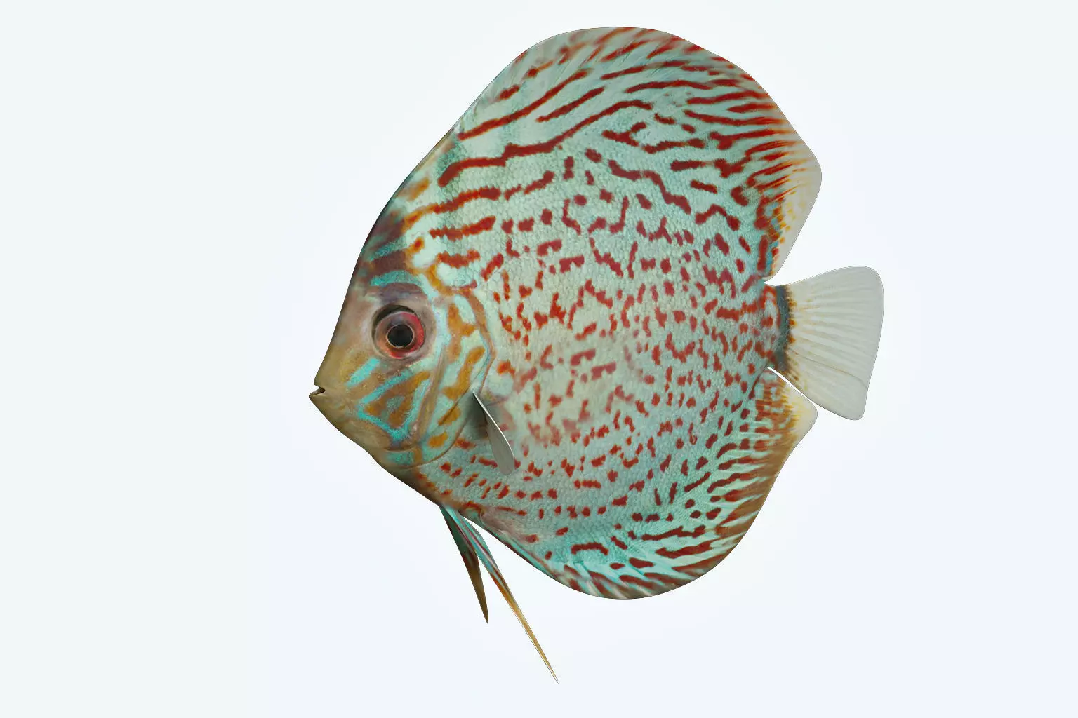 Discus Fish 4 3D model_0