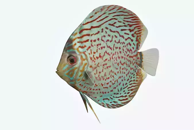 Discus Fish 4