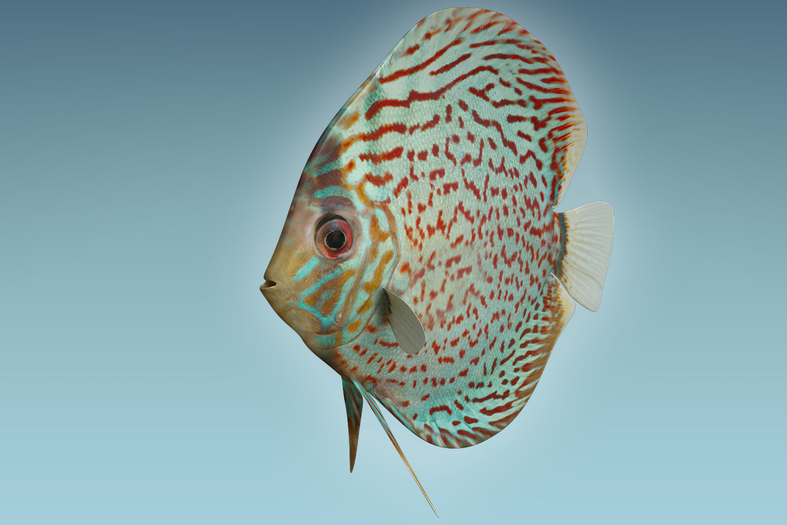 Discus Fish 4 3D model_4