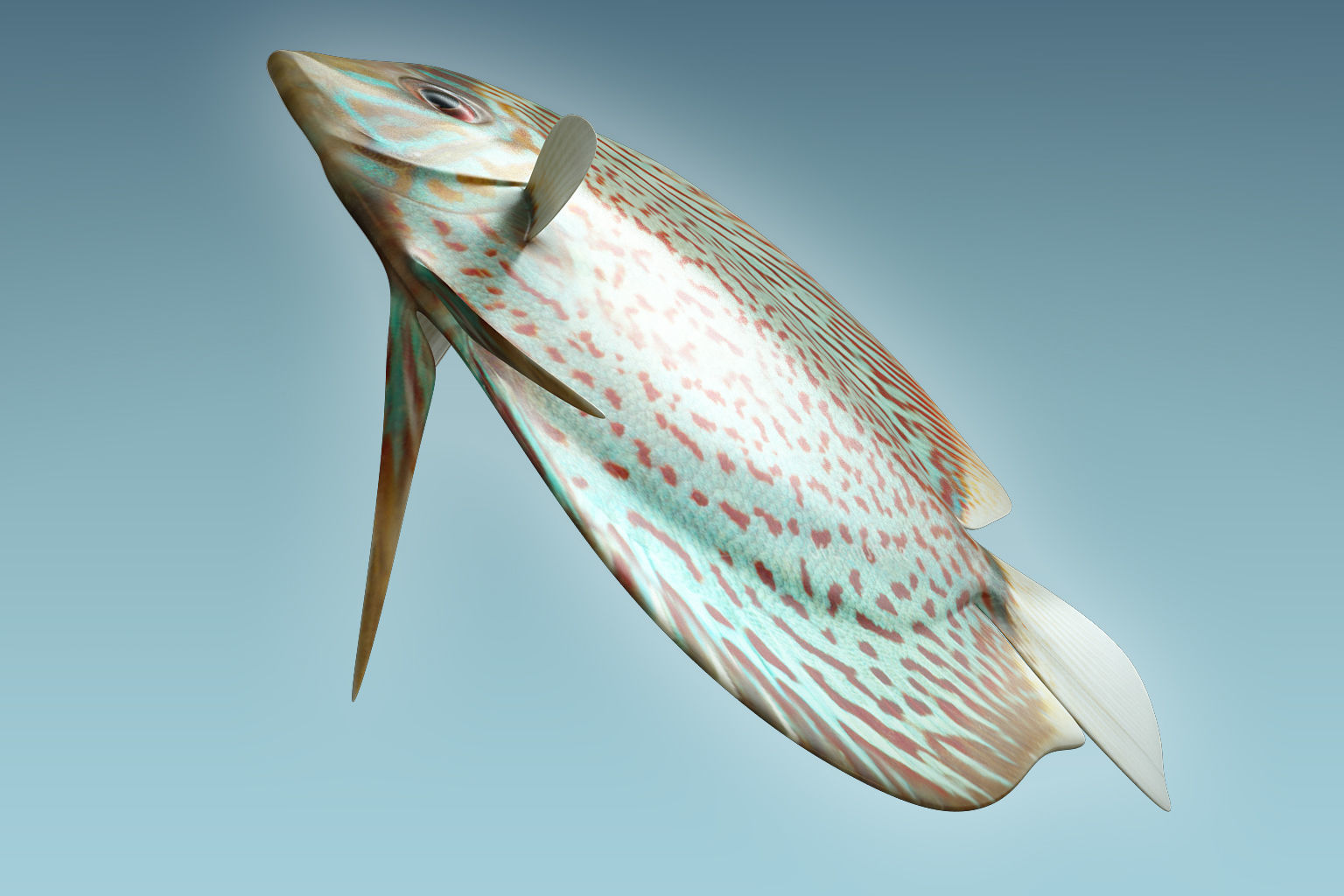 Discus Fish 4 3D model_6
