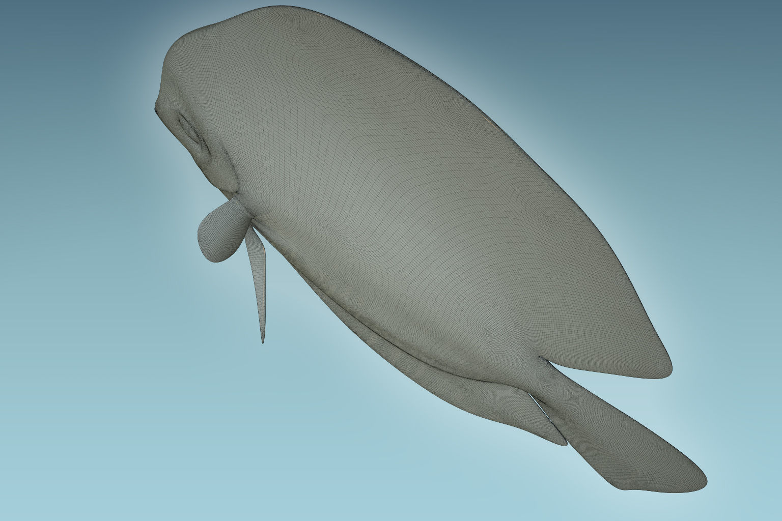 Discus Fish 4 3D model_8