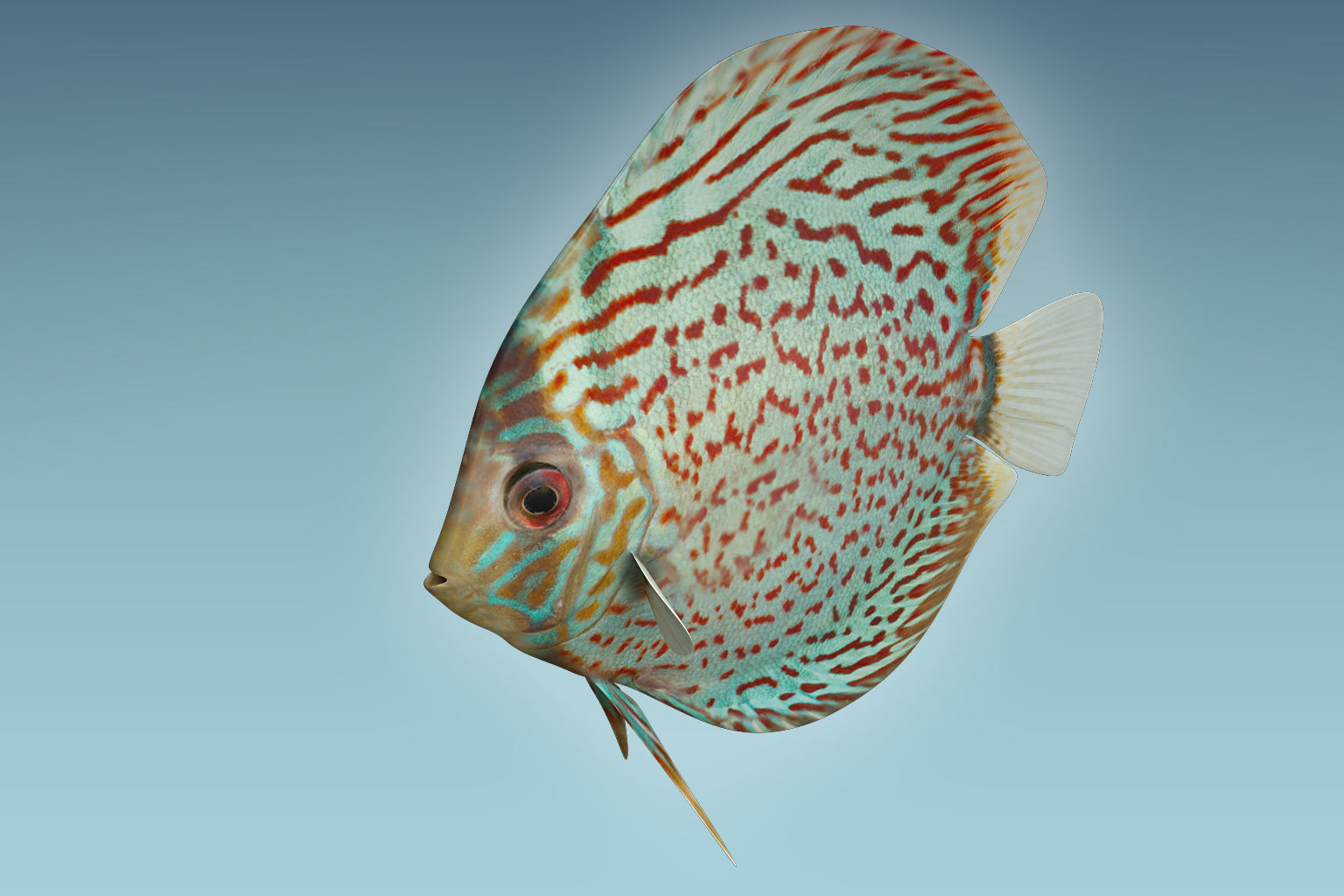 Discus Fish 4 3D model_2