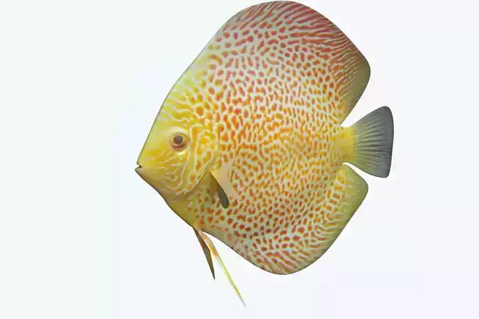 Discus Fish 5