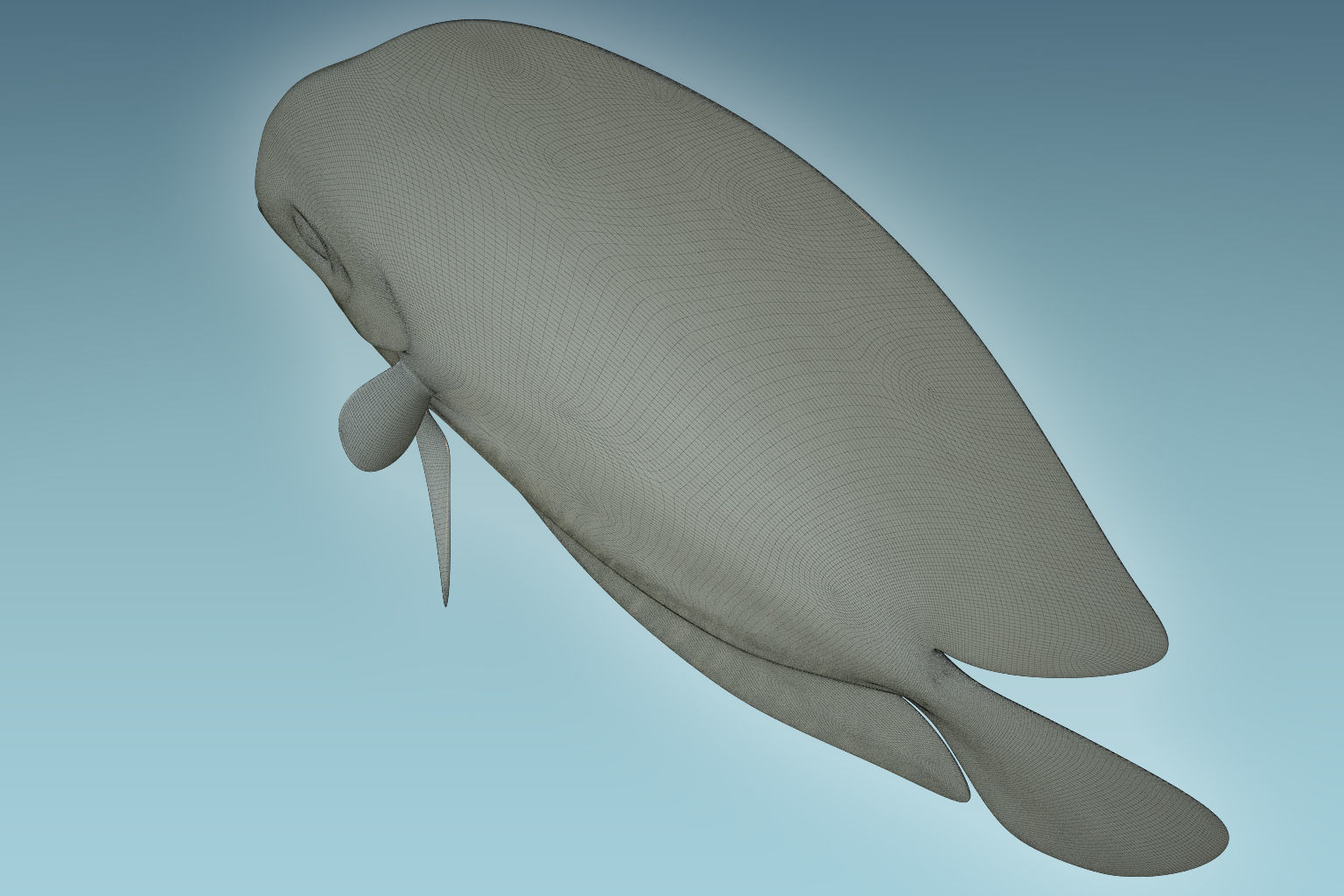 Discus Fish 6 3D model_8
