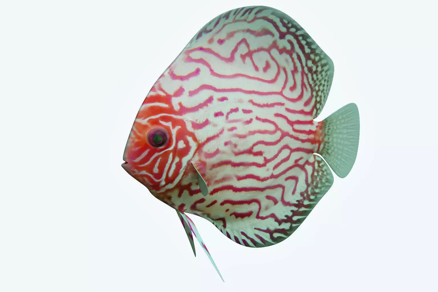 Discus Fish 6 3D model_0