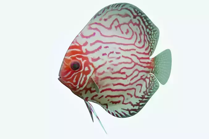 Discus Fish 6