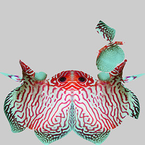 Discus Fish 6 3D model_9