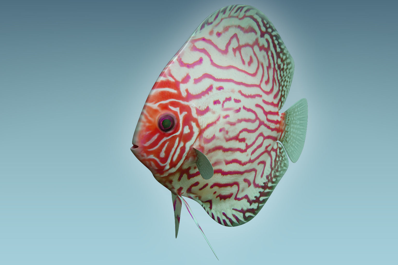 Discus Fish 6 3D model_4