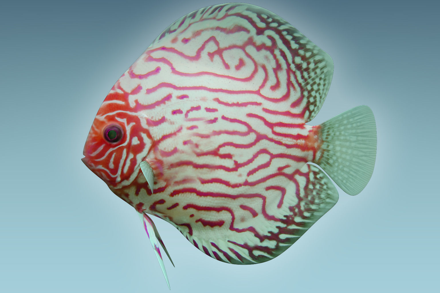 Discus Fish 6 3D model_1