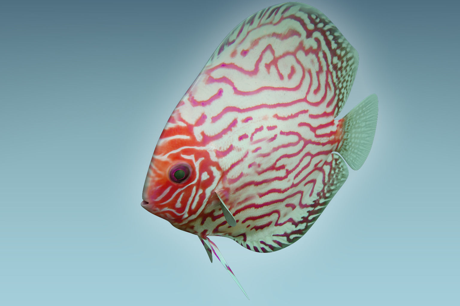 Discus Fish 6 3D model_2