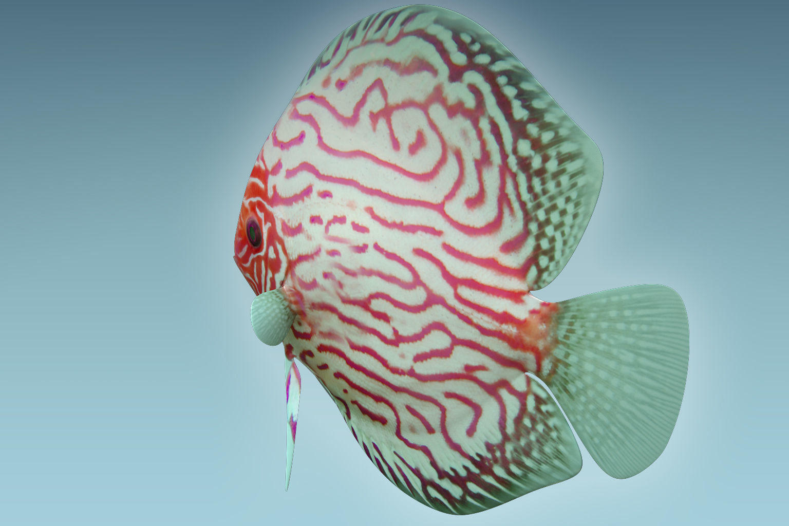 Discus Fish 6 3D model_3