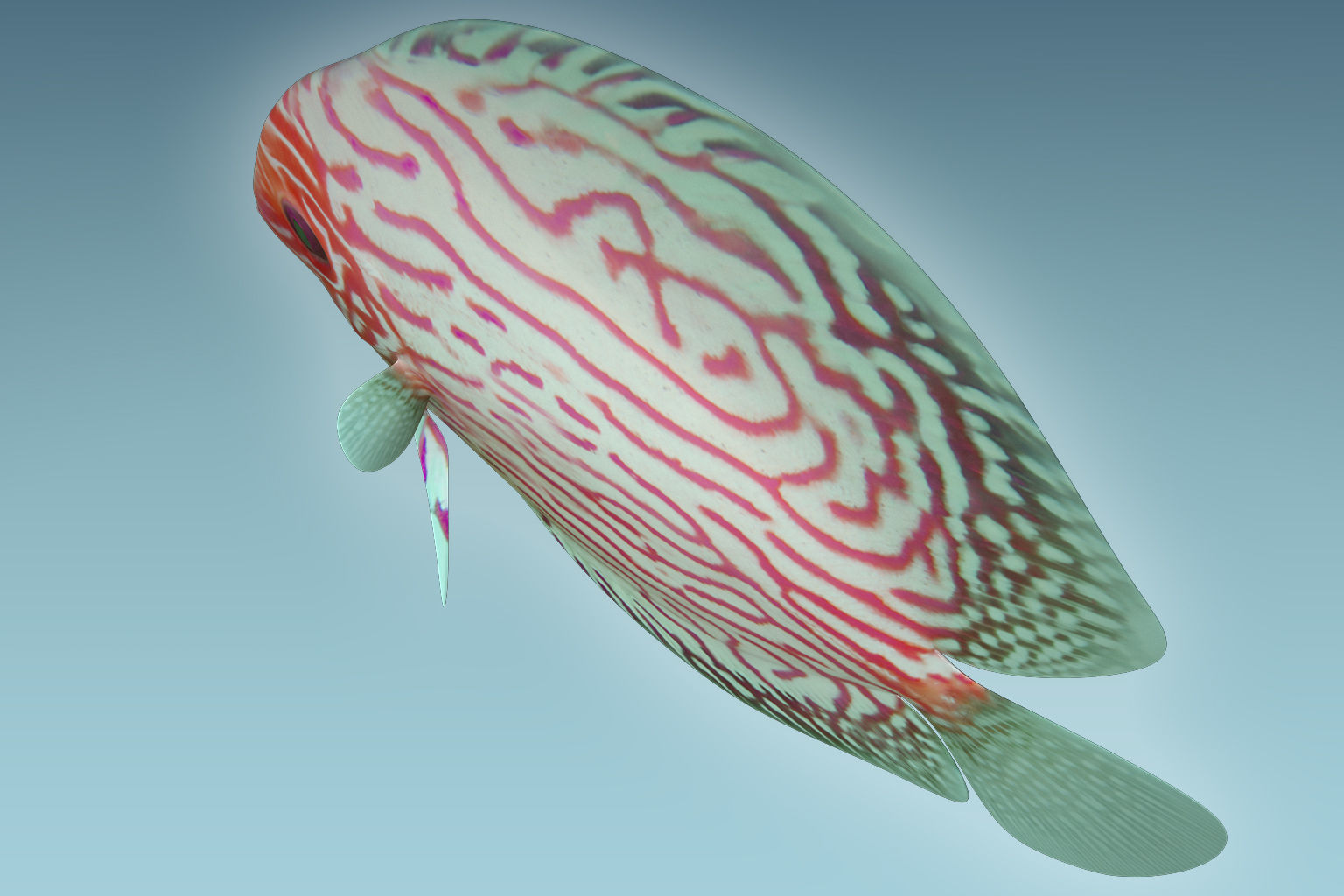Discus Fish 6 3D model_5