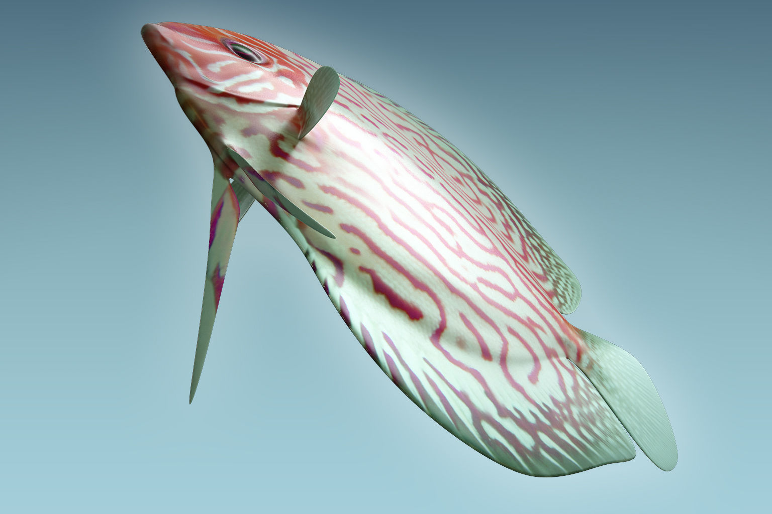 Discus Fish 6 3D model_6