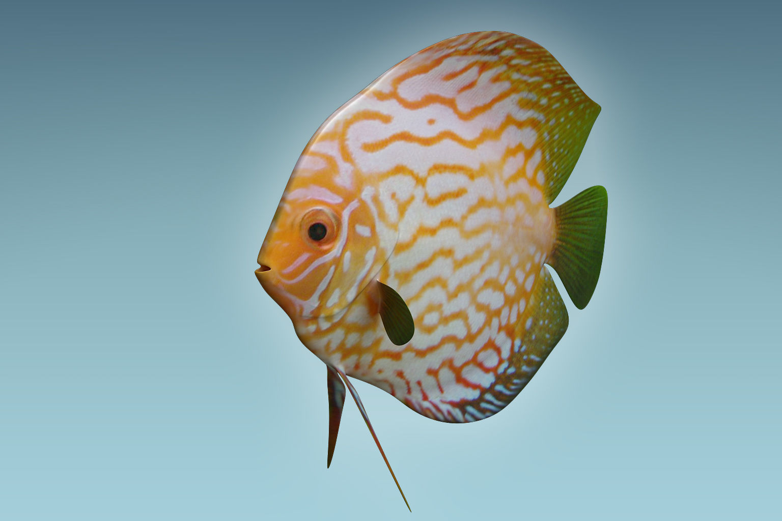 Discus Fish 7 3D model_4