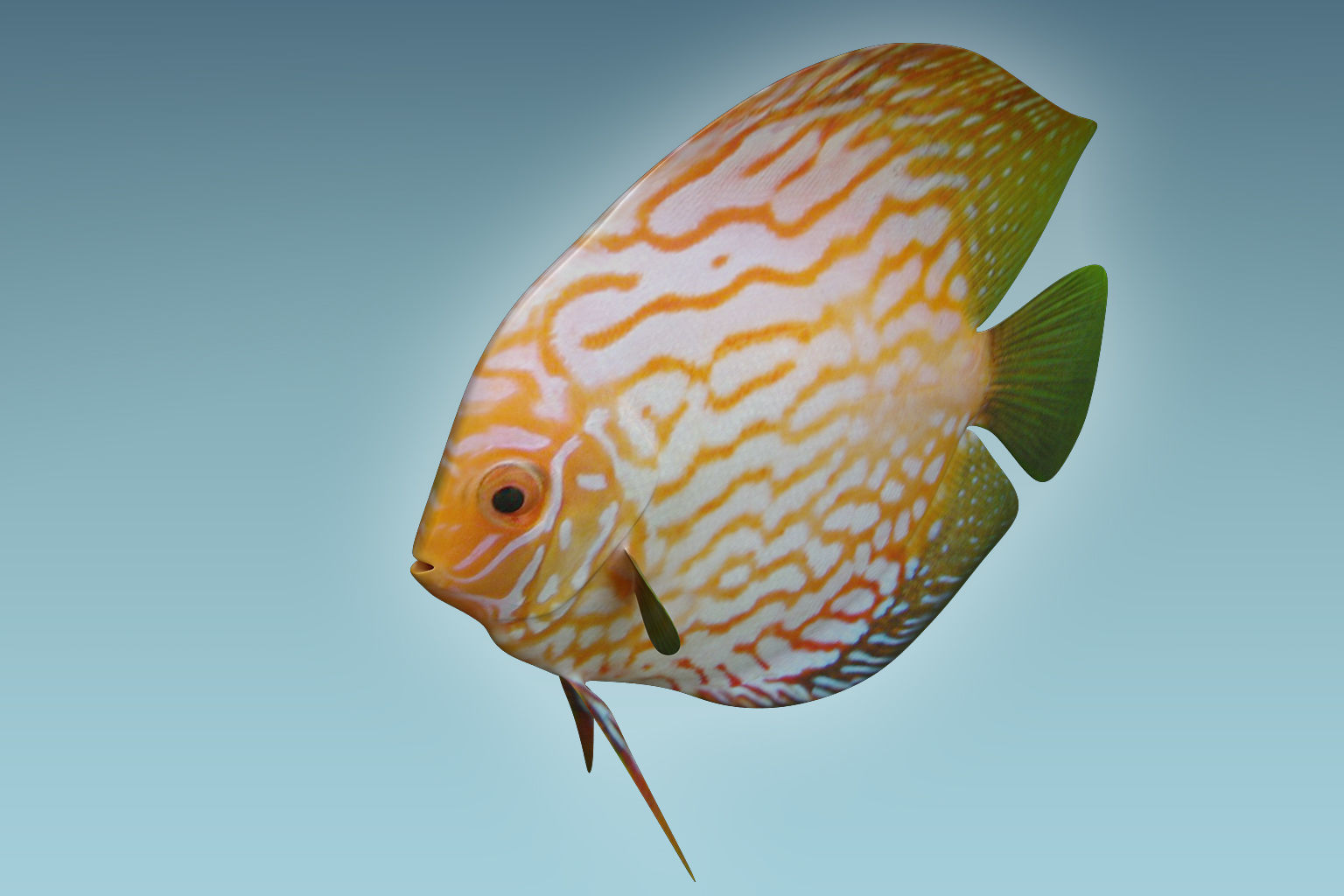 Discus Fish 7 3D model_2