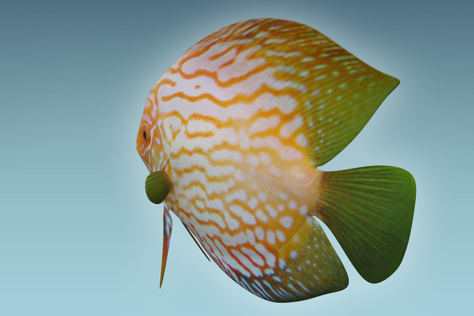 Discus Fish 7 3D model_3