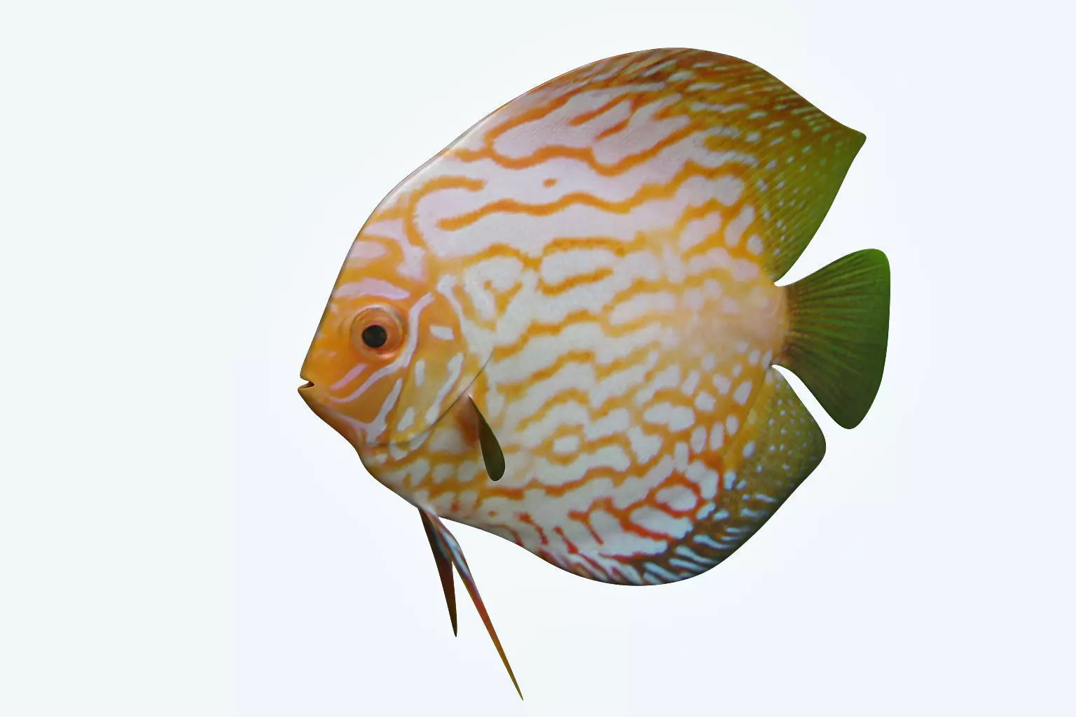 Discus Fish 7 3D model_0