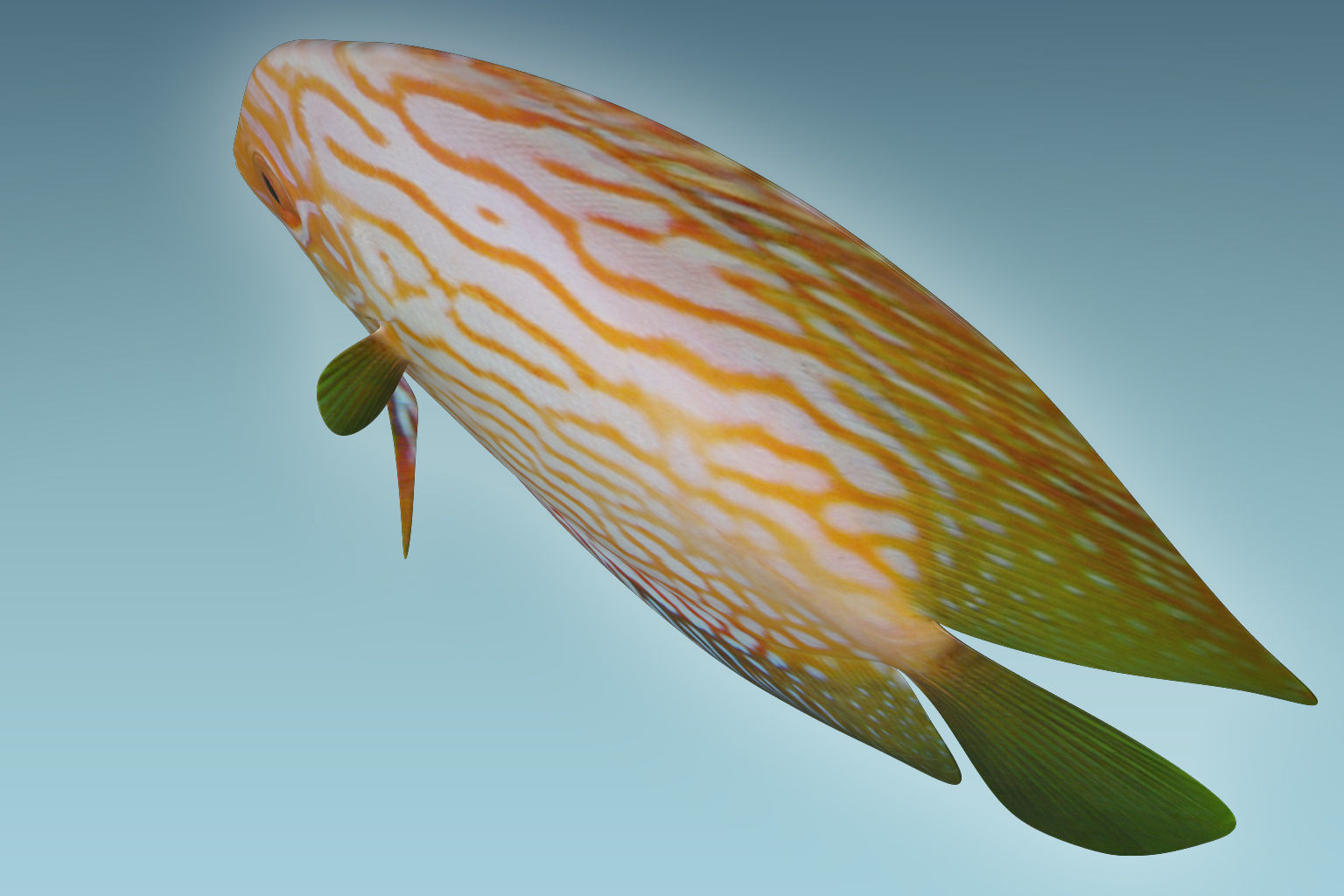 Discus Fish 7 3D model_5