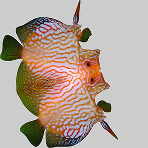 Discus Fish 7 3D model_9