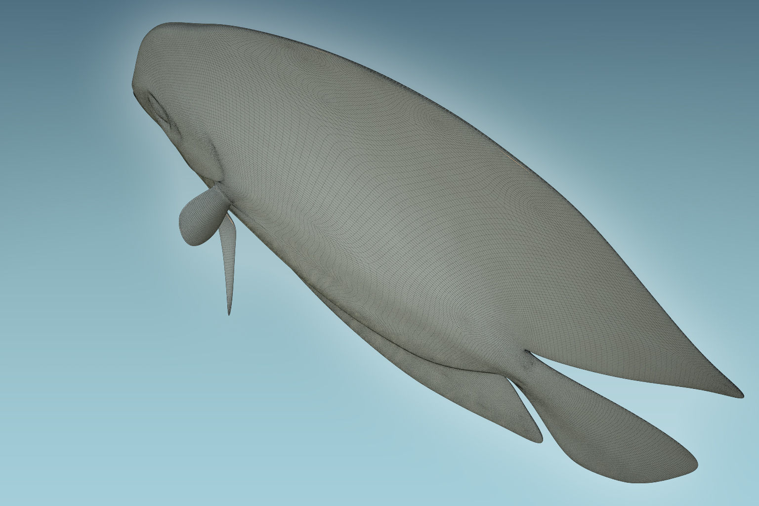 Discus Fish 7 3D model_8